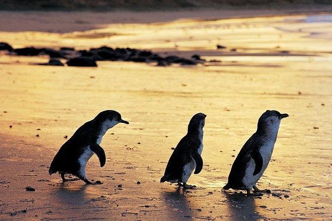 Phillip Island Penguin and wildlife Tour - Frequently Asked Questions