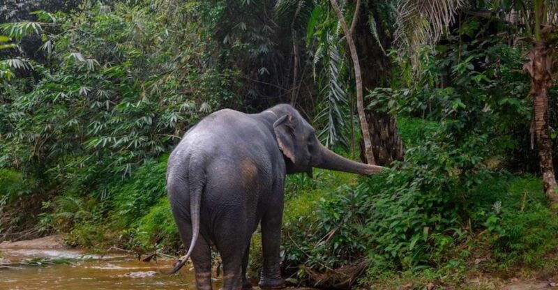 phuket-elephant-sanctuary-tour-cooking-class-lunch