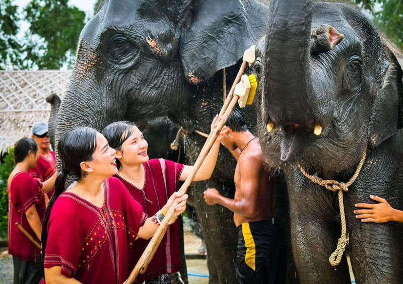 phuket-experience-feeding-and-bathing-elephants-1-5-hrs