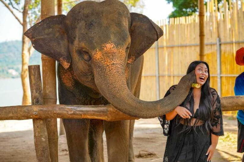 phuket-meet-feed-relax-with-elephant