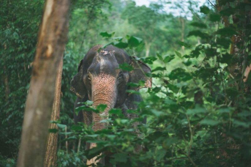 phuket-unique-dawn-ethical-elephant-sanctuary-experience
