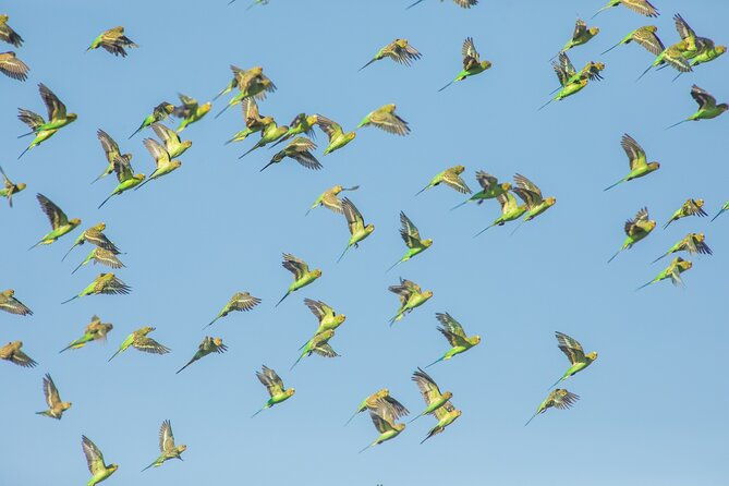 Pilbara Bird Tours - The Sum Up