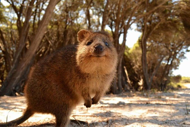 Pinnacles & Rottnest Island Scenic Air & Ground Tour - FAQ