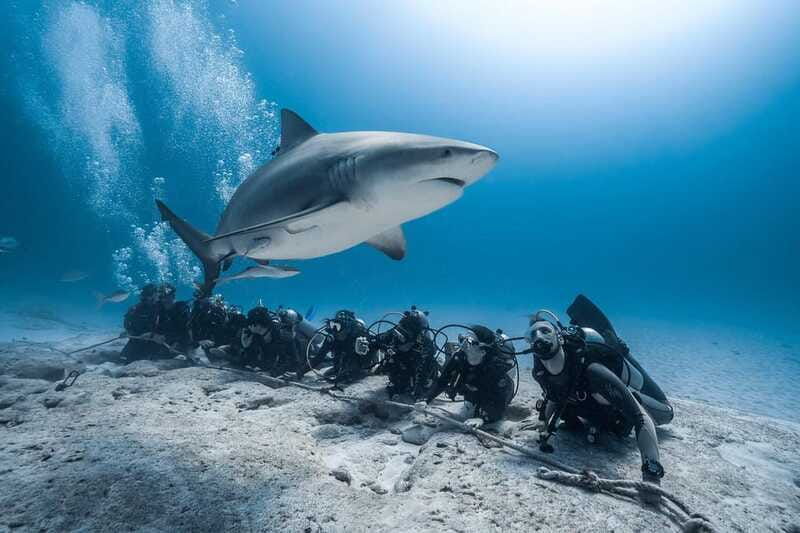 playa-del-carmen-diving-with-bull-sharks