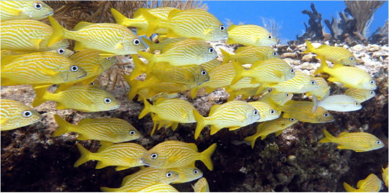 playa-del-carmen-snorkel-tour-at-local-reef