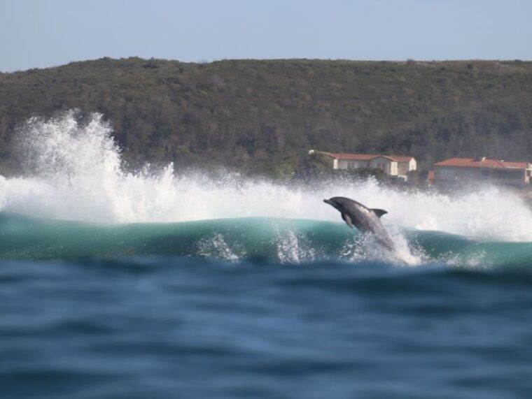 plettenberg-bay-dolphin-and-marine-boat-tour