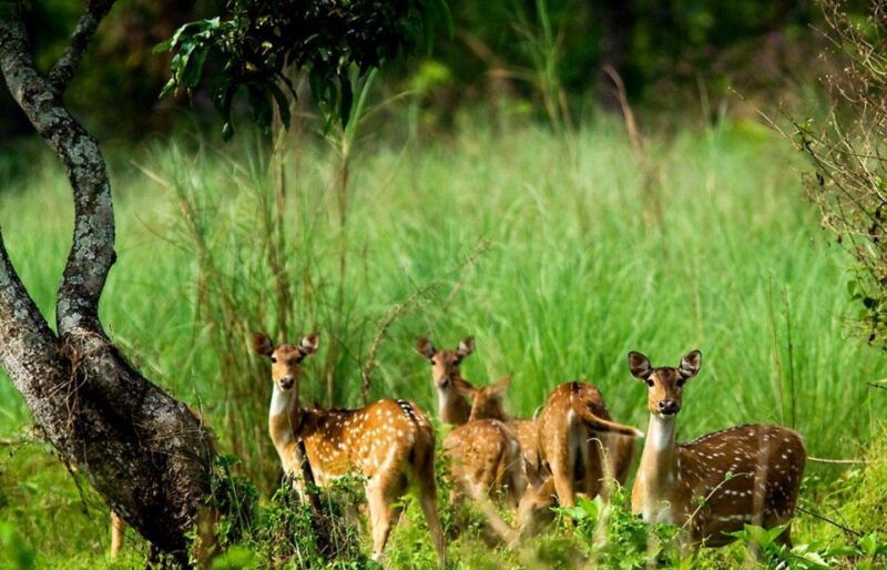 pokhara-1-night-2-day-chitwan-safari-tour