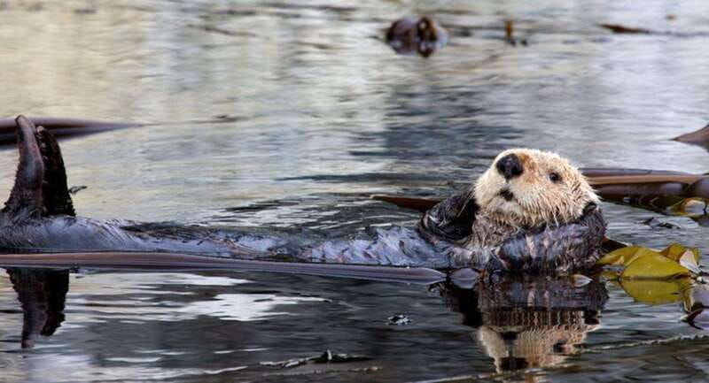 port-alice-sea-otter-and-wildlife-tour-6-hour-with-lunch