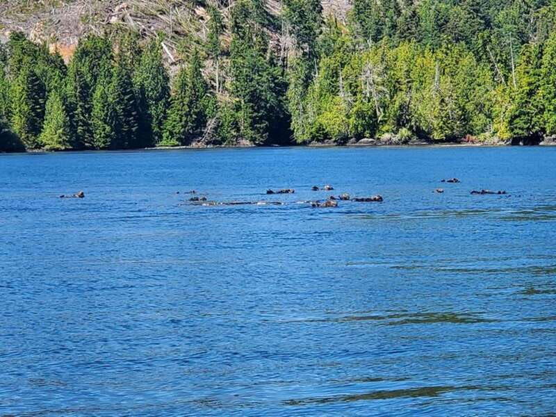 port-alice-sea-otter-and-wildlife-watching-boat-tour