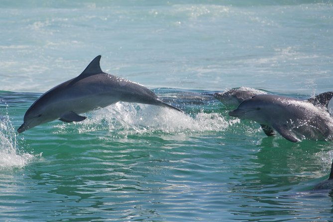 Private Port Stephens Day Trip from Sydney incl Dolphin Cruise - Who is This Tour Best For?