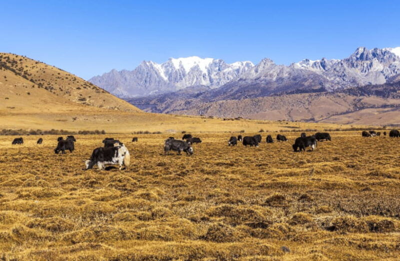 private-tour-to-lijiang-jade-dragon-snow-mountain-with-lunch