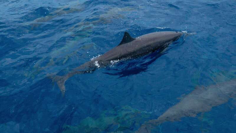 puerto-escondido-boat-tour-among-dolphins-and-turtles