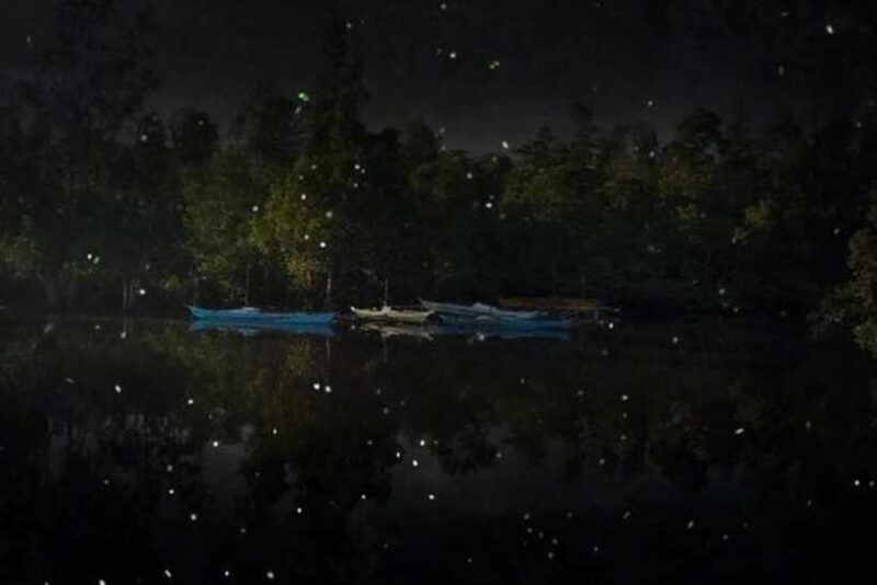 puerto-princesa-firefly-watching-shared-tour