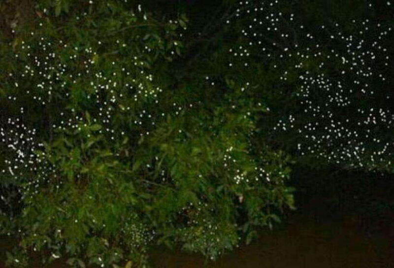 puerto-princesa-firefly-watching-tour-with-dinner-drinks
