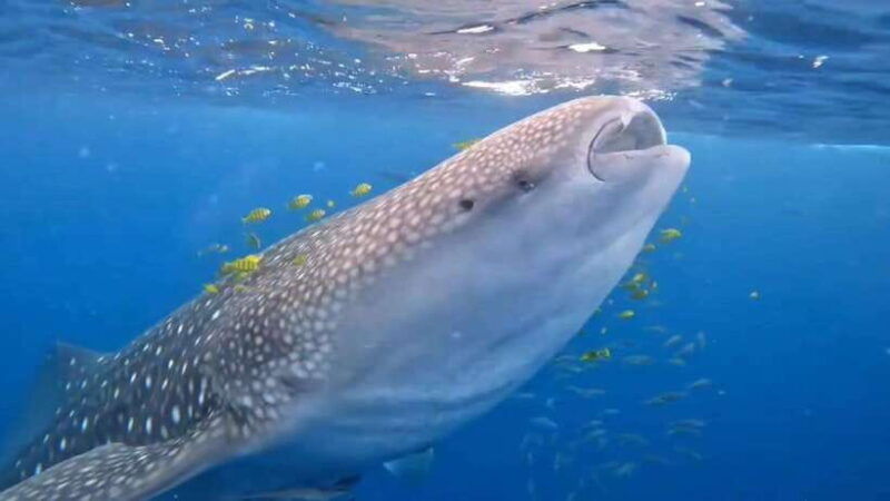 puerto-princesa-whaleshark-watching-yacht-tour-with-lunch