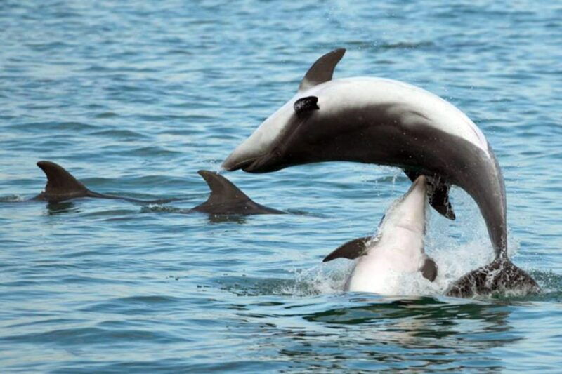 pula-dolphin-watching-boat-trip