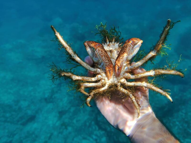 pula-snorkeling-adventure-boat-trip