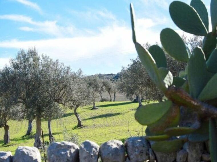 ragusa-ricotta-making-expereince-at-a-farm-with-dinner