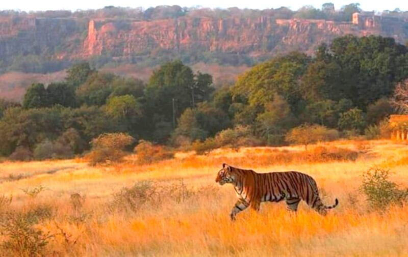 ranthambhore-ranthambhore-tiger-reserve-booking