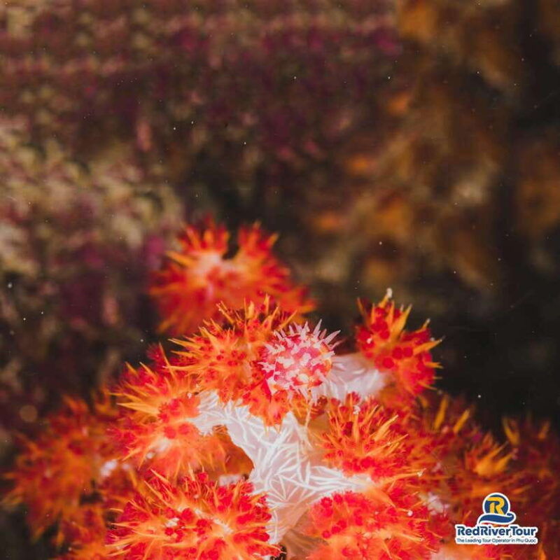 red-river-tours-luxury-professional-scuba-diving