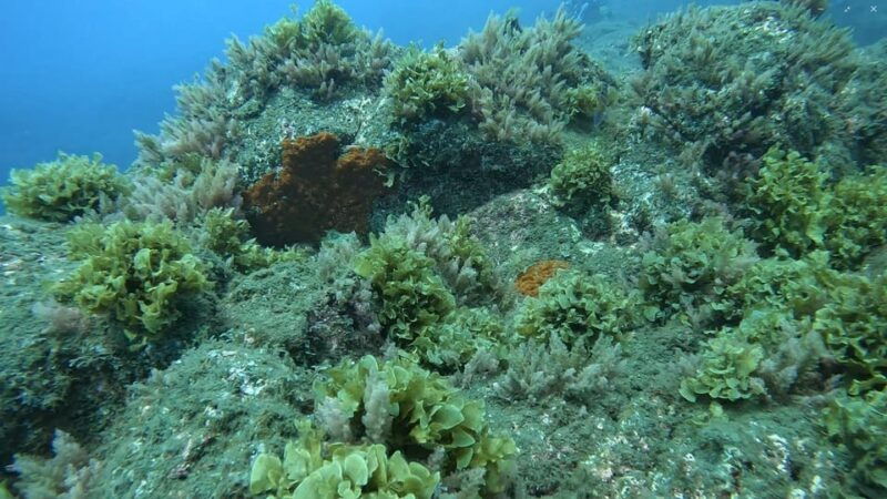 reef-fish-watching
