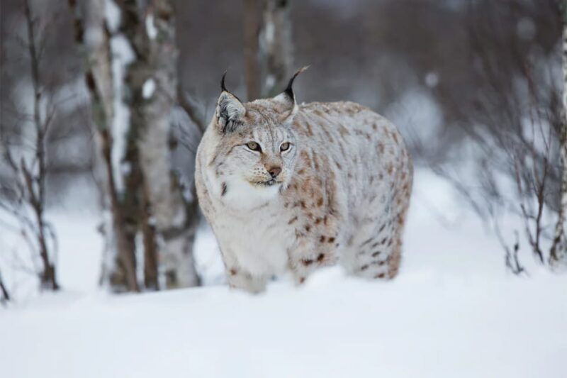 rovaniemi-arctic-animals-sleigh-rides-and-wildlife-zoo
