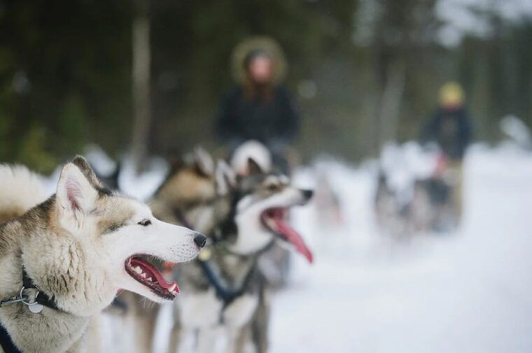 rovaniemi-family-friendly-husky-ride-and-farm-visit