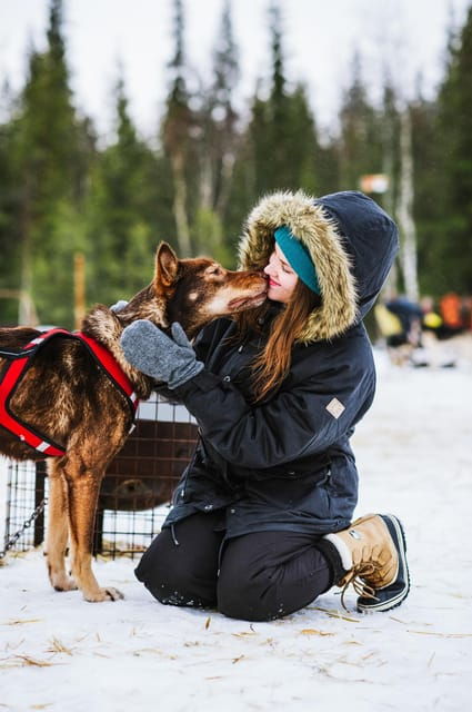 rovaniemi-husky-sled-ride-and-farm-visit