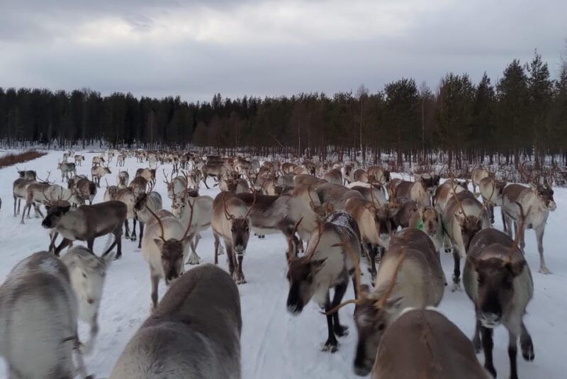 rovaniemi-private-reindeer-farm-visit-culture-experience