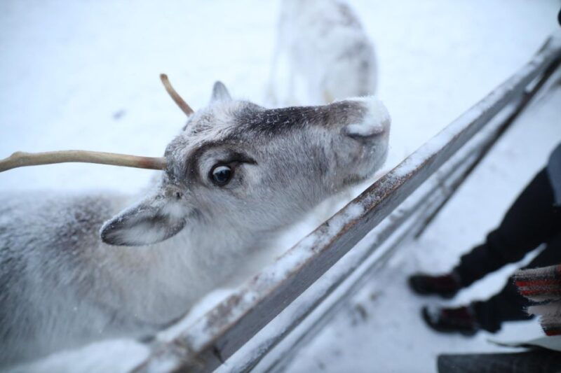 rovaniemi-reindeer-farm-tour-with-sledge-ride-pickup