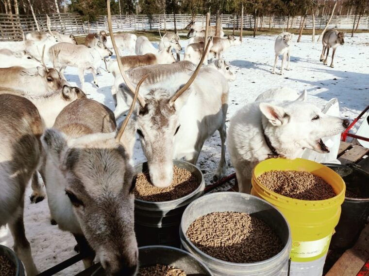 rovaniemi-reindeer-farm-visit-and-sleigh-ride-with-transfer