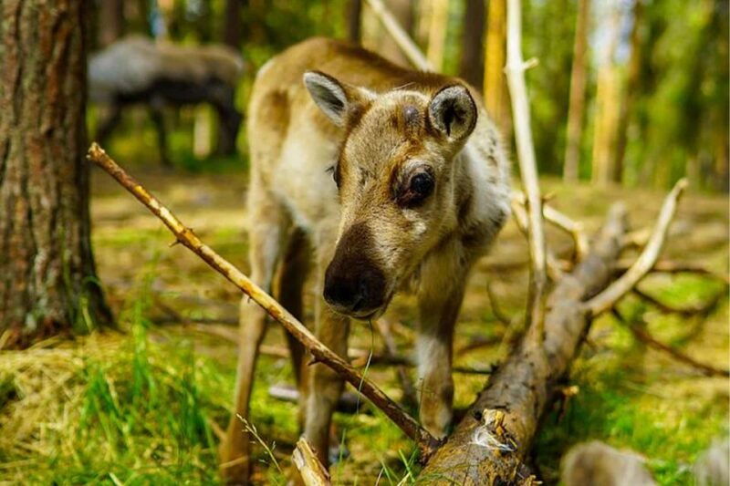 rovaniemi-reindeer-farm-visit-in-the-summer