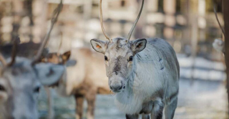 rovaniemi-reindeer-farm-visit-with-sleigh-ride