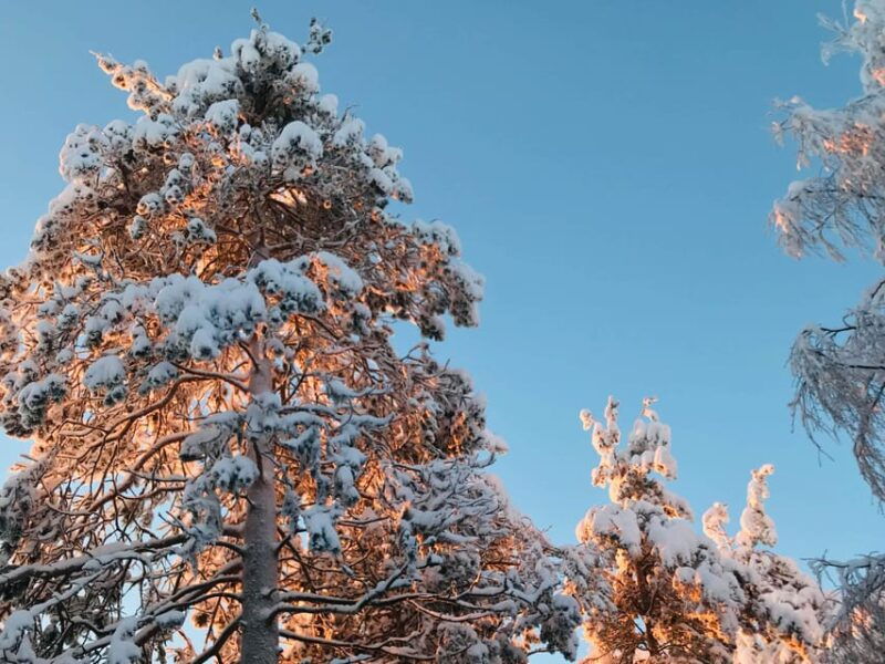 rovaniemi-trip-to-ranua-zoo