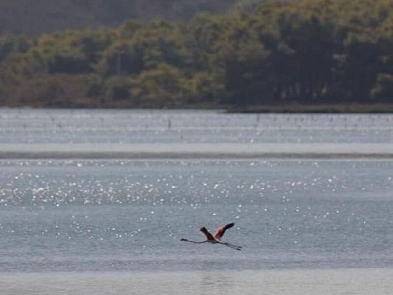safari-birdwatching-in-vjosa-narta-protected-landscape