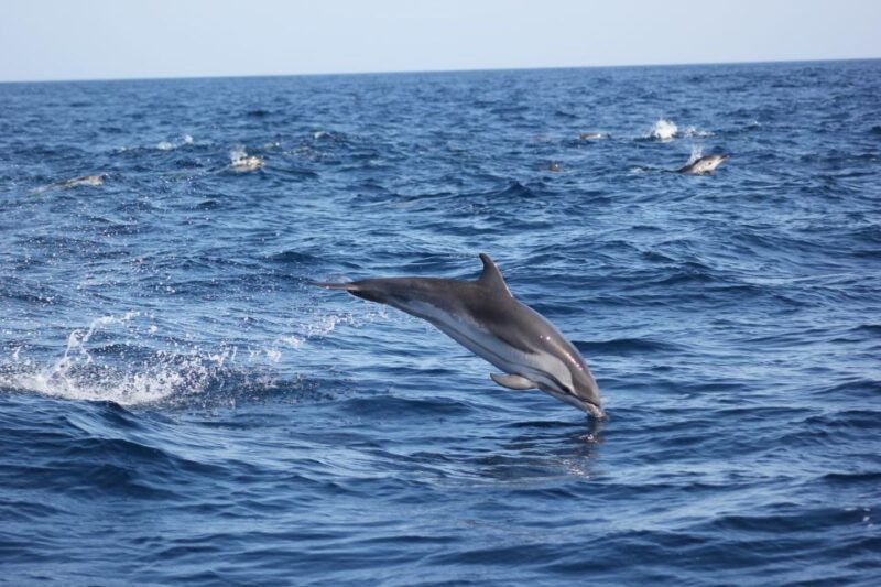 sagres-wildlife-tour-dolphins-and-caves
