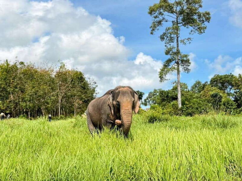 samui-the-first-elephant-museum-jungle-walk-with-elephant