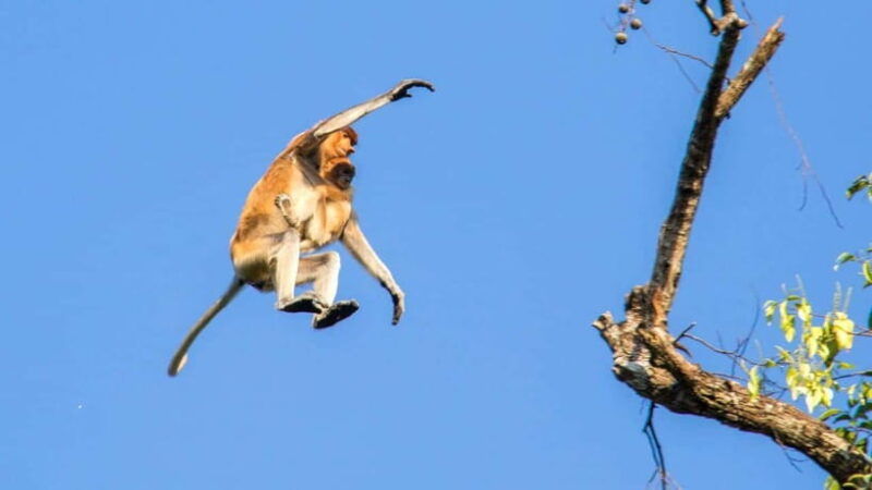 sandakan-2-days-1-night-bilit-kinabatangan-river-wildlife