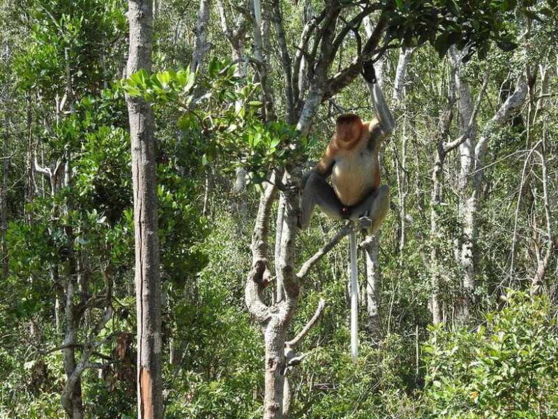 sandakan-kinabatangan-river-wildlife-cruise-with-lunch