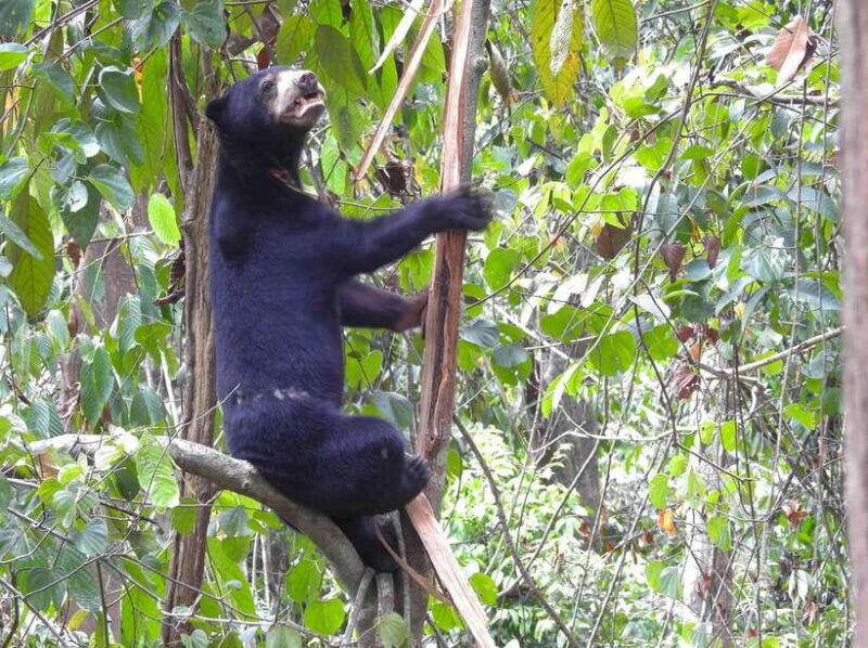 sandakan-orangutan-sanctuary-shared-day-trip-tour
