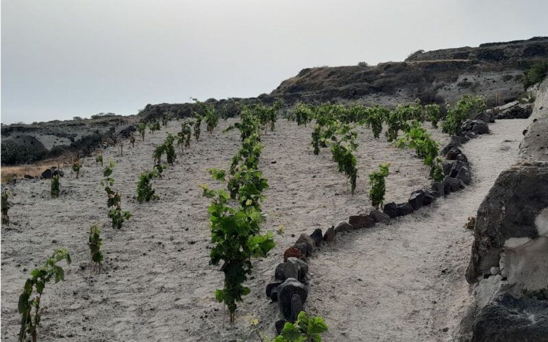 santorini-private-agri-educational-visit-to-an-organic-farm-2