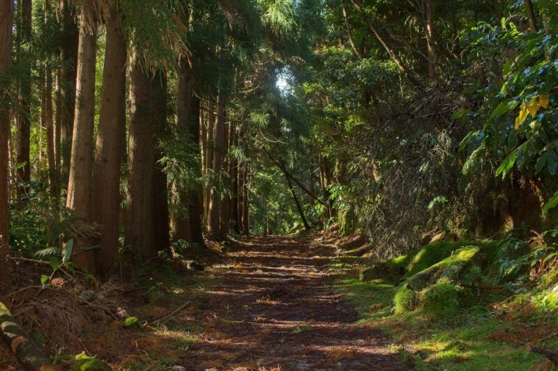 sao-miguel-full-day-hike-to-lagoa-do-fogo