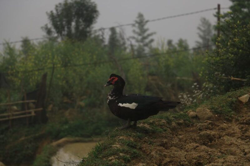 sapa-local-exploration-on-a-guided-motorbike-tour