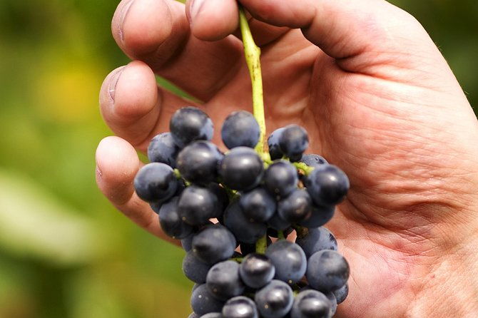Scenic Hunter Valley Tour with Wine and Cheese Tastings - FAQ