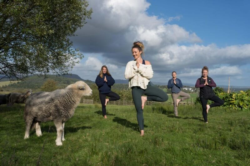 scotland-tea-retreat-with-naughty-sheep