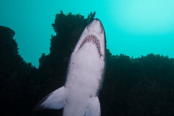 Scuba Dive With Grey Nurse Sharks in Bushrangers Bay - FAQ