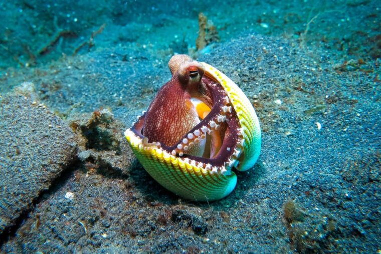 scuba-diving-for-beginners-in-crystal-clear-sea-of-halkidiki