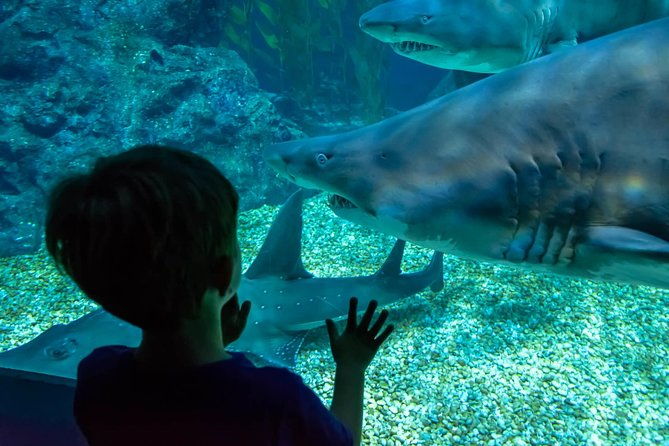 SEA LIFE Ocean World at Bangkok Admission Ticket - Who Should Visit SEA LIFE Ocean World