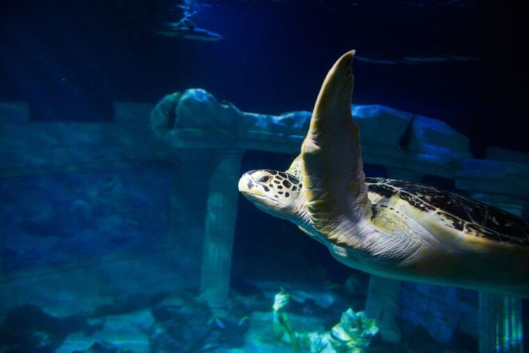 sea-life-porto-full-day-entrance-ticket