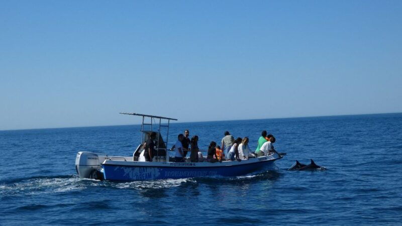 sesimbra-arrabida-dolphin-watching-boat-tour-with-biologist